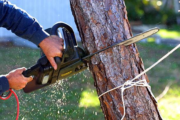 How Our Tree Care Process Works  in  Three Rivers, CA