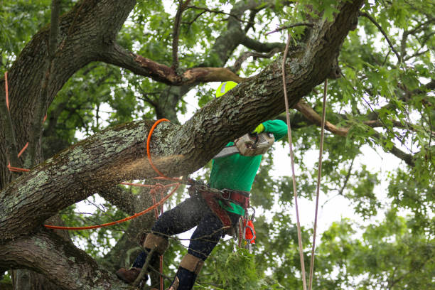 Trusted Three Rivers, CA Tree Removal Services Experts