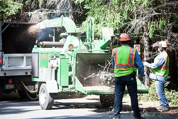 Best Utility Line Clearance  in Three Rivers, CA