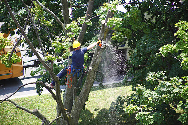 Best Tree Cabling and Bracing  in Three Rivers, CA