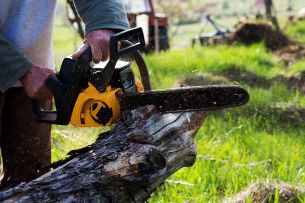 Best Tree Preservation Services  in Three Rivers, CA