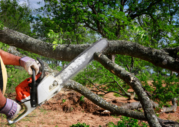 Best Firewood Processing and Delivery  in Three Rivers, CA